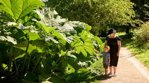 Woman and young boy look at gunnera plant in Ightham Mote gardens, Kent